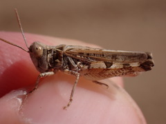 Dociostaurus genei genei