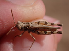 Dociostaurus genei genei