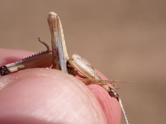 Dociostaurus genei genei