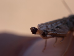 Dociostaurus genei genei