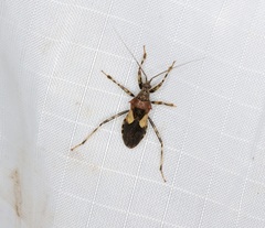 Acanthaspis westermanni