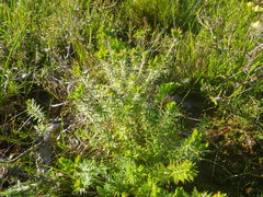 Agathosma ciliaris
