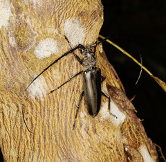 Nadezhdiella cantori