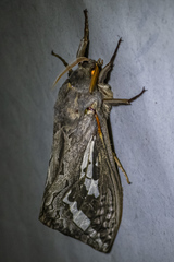 Abantiades atripalpis