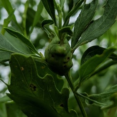 Neolasioptera lathami