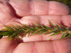 Agathosma ciliaris