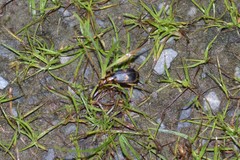 Pheropsophus jessoensis