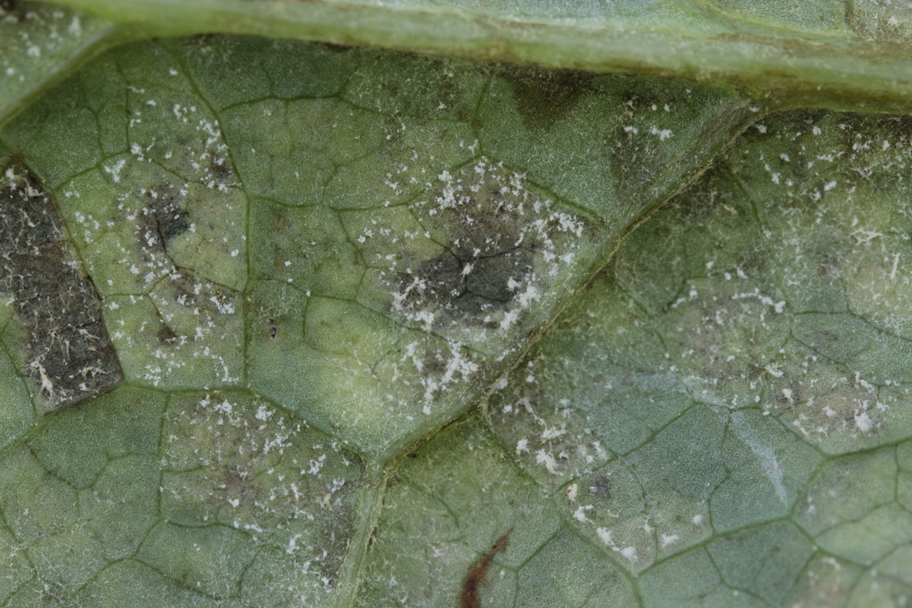 Bremia stellata