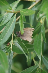 Hyponephele lycaon