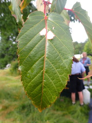 Acer tataricum