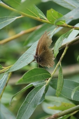 Hyponephele lycaon