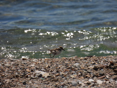 Charadrius dubius