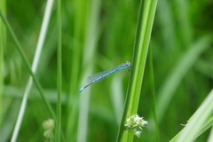 Enallagma cyathigerum