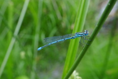 Enallagma cyathigerum