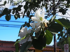 Bauhinia