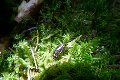 Glomeris tetrasticha