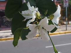 Bauhinia