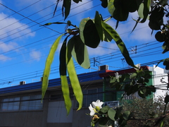 Bauhinia