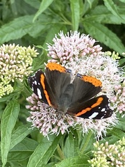 Vanessa atalanta