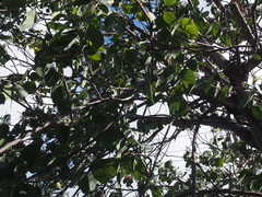 Bauhinia