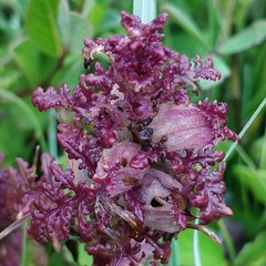 Pedicularis palustris