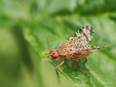 Euthycera chaerophylli