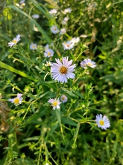 Symphyotrichum × salignum
