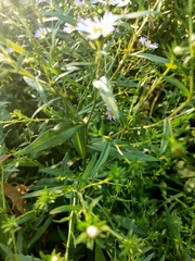 Symphyotrichum × salignum