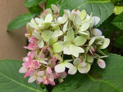 Hydrangea macrophylla
