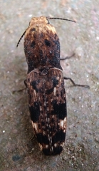 Cryptalaus alveolatus