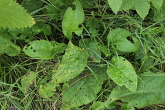 Ramularia cylindroides