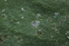 Ramularia cylindroides