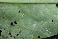 Ramularia cylindroides