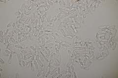 Ramularia cylindroides