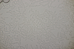 Ramularia cylindroides