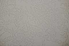 Ramularia cylindroides