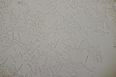 Ramularia cylindroides