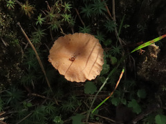 Infundibulicybe squamulosa