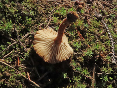 Infundibulicybe squamulosa