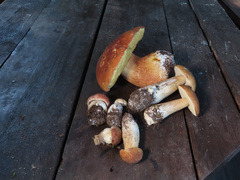 Boletus pinophilus