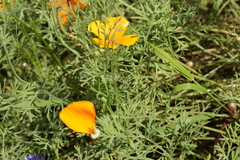 Entyloma eschscholziae