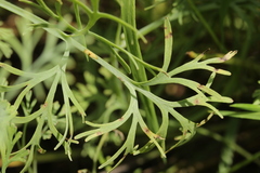 Entyloma eschscholziae