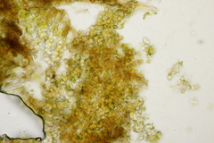 Entyloma eschscholziae