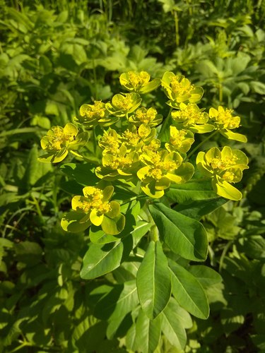 Hairy Spurge