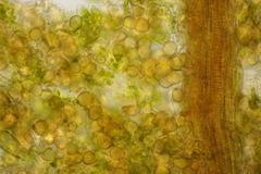 Entyloma eschscholziae