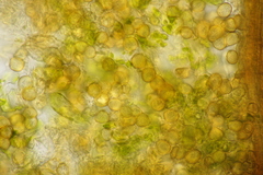 Entyloma eschscholziae