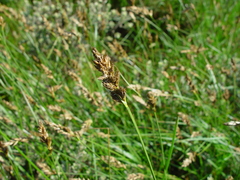 Carex disticha