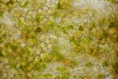 Entyloma eschscholziae