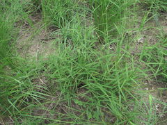 Cleistogenes serotina