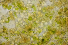 Entyloma eschscholziae